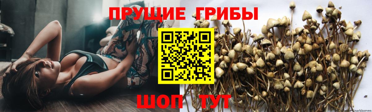 Галлюциногенные грибы мухоморы  Вход с VPN  Курган  Псилоцибиновые грибы Psilocybe 